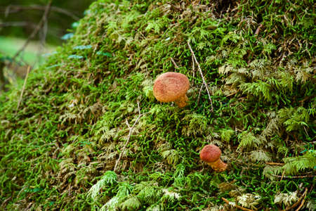 Mushrooms and moss in the plateau forest.の写真素材
