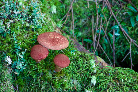 Mushrooms and moss in the plateau forest.の写真素材