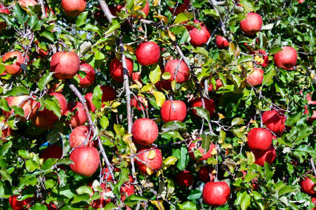 Delicious fuji apples from Japanese orchards that are about to be harvested.
Delicious fuji apples in Japanese orchard.の写真素材