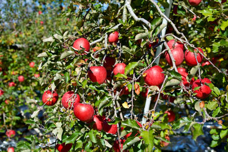 Delicious fuji apples from Japanese orchards that are about to be harvested.
Delicious fuji apples in Japanese orchard.の写真素材
