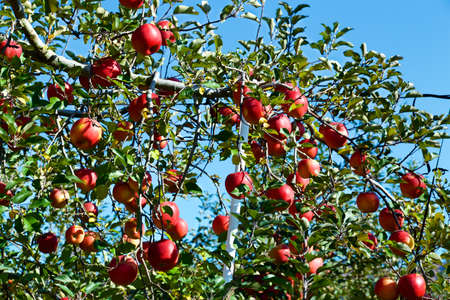 Delicious fuji apples from Japanese orchards that are about to be harvested.
Delicious fuji apples in Japanese orchard.の写真素材
