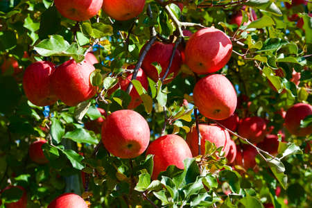 Delicious fuji apples from Japanese orchards that are about to be harvested.
Delicious fuji apples in Japanese orchard.の写真素材