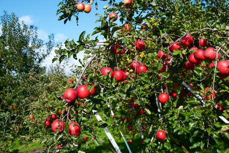 Delicious fuji apples from Japanese orchards that are about to be harvested.
Delicious fuji apples in Japanese orchard.の写真素材