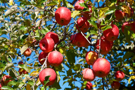 Delicious fuji apples from Japanese orchards that are about to be harvested.
Delicious fuji apples in Japanese orchard.の写真素材