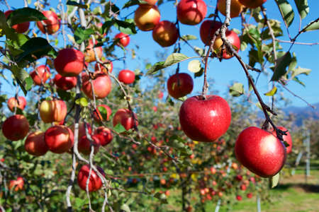 Delicious fuji apples from Japanese orchards that are about to be harvested.
Delicious fuji apples in Japanese orchard.の写真素材
