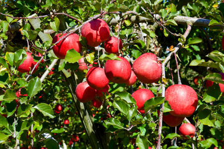 Delicious fuji apples from Japanese orchards that are about to be harvested.
Delicious fuji apples in Japanese orchard.の写真素材