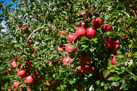Delicious fuji apples from Japanese orchards that are about to be harvested.
Delicious fuji apples in Japanese orchard.の写真素材