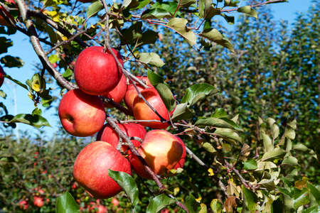 Delicious fuji apples from Japanese orchards that are about to be harvested.
Delicious fuji apples in Japanese orchard.の写真素材