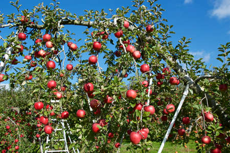 Delicious fuji apples from Japanese orchards that are about to be harvested.
Delicious fuji apples in Japanese orchard.の写真素材