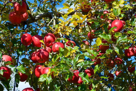 Delicious fuji apples from Japanese orchards that are about to be harvested.
Delicious fuji apples in Japanese orchard.の写真素材