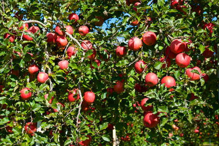 Delicious fuji apples from Japanese orchards that are about to be harvested.
Delicious fuji apples in Japanese orchard.の写真素材