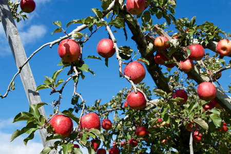 Delicious fuji apples from Japanese orchards that are about to be harvested.
Delicious fuji apples in Japanese orchard.の写真素材