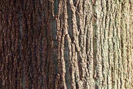 Beautiful tulip tree bark in winter.