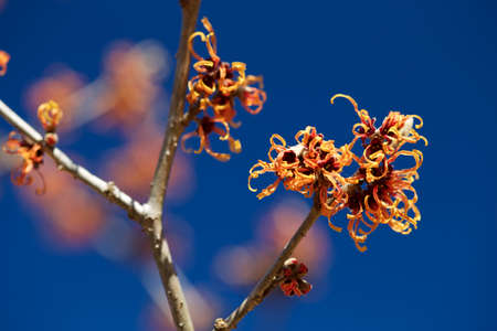 Witch hazel that yellow beautiful flowers bloom early spring.