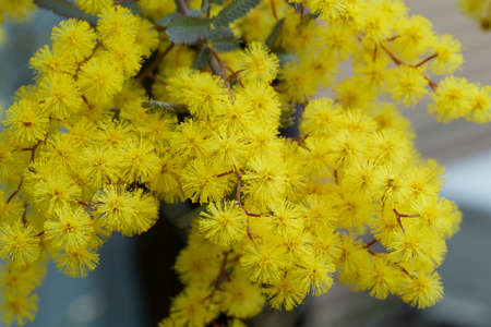 Close-up of yellow mimosa flowers that signal the arrival of spring.の写真素材