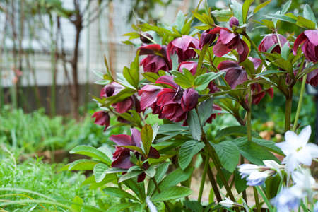 Beautiful hellebore blooming in the early spring garden.の写真素材