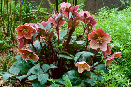 Beautiful hellebore blooming in the early spring garden.の写真素材