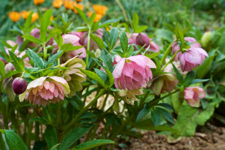 Beautiful hellebore blooming in the early spring garden.の写真素材