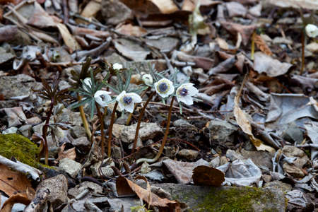 The eranthis pinnatifida of pretty flowers that bloom in early spring is beautiful.の写真素材
