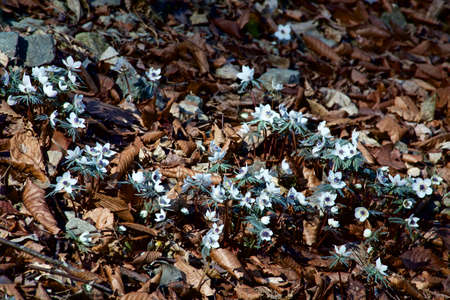 The eranthis pinnatifida of pretty flowers that bloom in early spring is beautiful.の写真素材