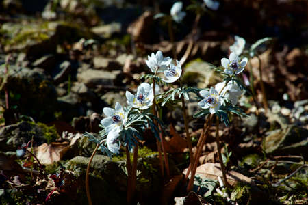 The eranthis pinnatifida of pretty flowers that bloom in early spring is beautiful.の写真素材