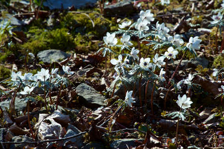 The eranthis pinnatifida of pretty flowers that bloom in early spring is beautiful.の写真素材