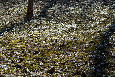 The eranthis pinnatifida of pretty flowers that bloom in early spring is beautiful.の写真素材
