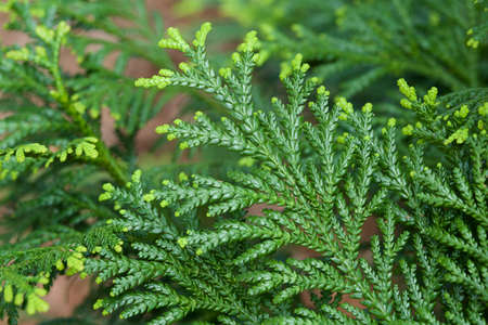 Beautiful japanese cypress leaf in the forest.の写真素材