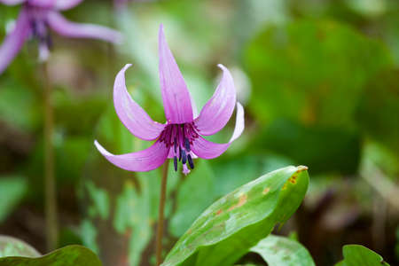 Beautiful dogtooth violet flowers that signal the arrival of spring.の写真素材