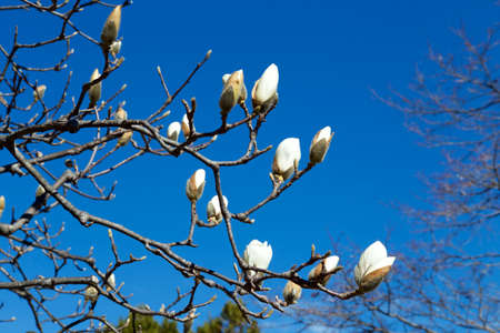 Beautiful magnolia flowers that shine in the blue sky.の写真素材