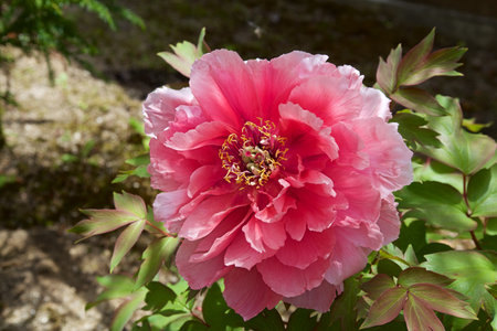 Peony flowers in Japan's garden are very beautiful.の写真素材