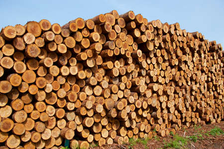 Many cedar trees piled up in an orderly manner.の写真素材