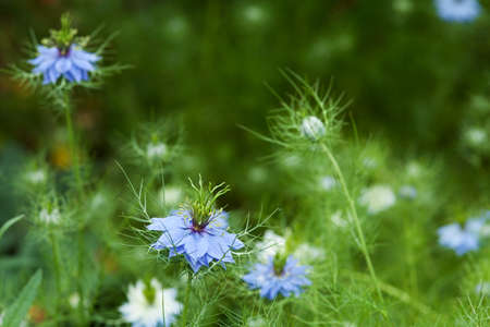 Beautiful nigella flowers in the garden.の写真素材