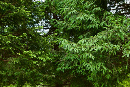 Scenery of fir trees in a clear forest.の写真素材