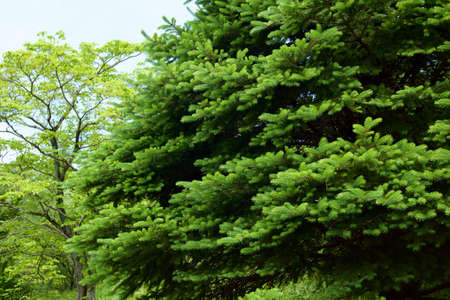 Scenery of fir trees in a clear forest.の写真素材