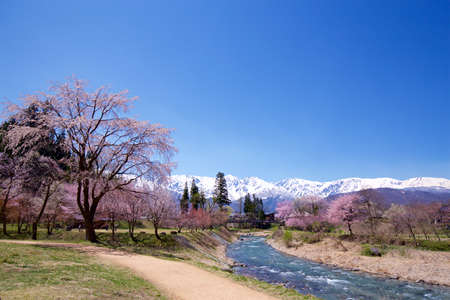 View of the spring Hakuba village oide Park in Japan.の写真素材