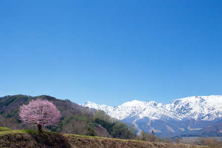 Landscape with Hakuba mountain range and cherry blossoms.の写真素材