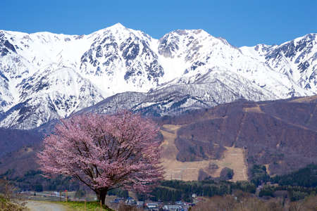 Landscape with Hakuba mountain range and cherry blossoms.の写真素材