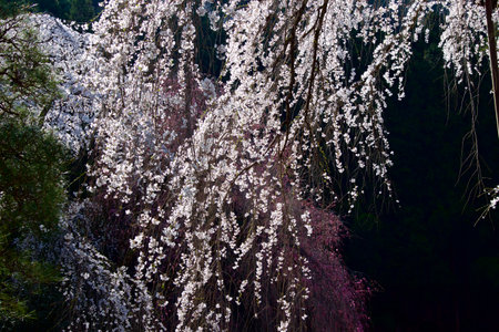 Beautiful weeping cherry tree in a Japan.の写真素材