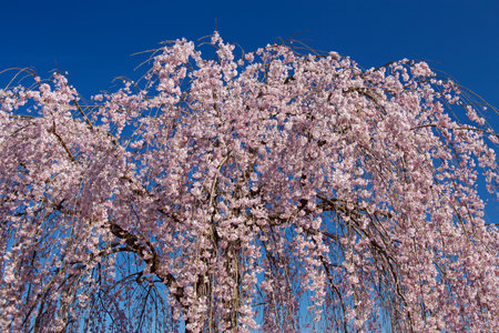 Beautiful weeping cherry tree in a Japan.の写真素材