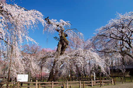 Beautiful weeping cherry tree in a Japan.の写真素材