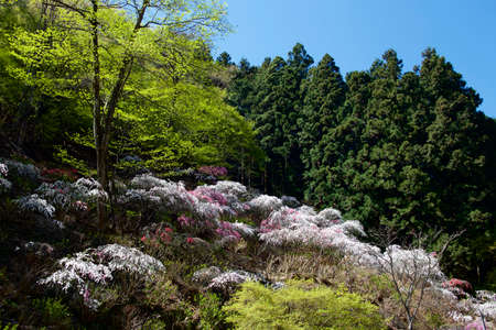 Beautiful hana peach in full bloom in village-vicinity mountain.の写真素材