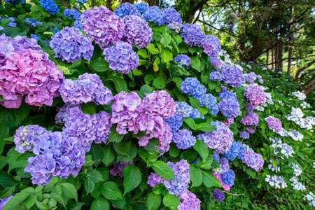 Beautifully blooming hydrangea flowers on the plateau.の写真素材