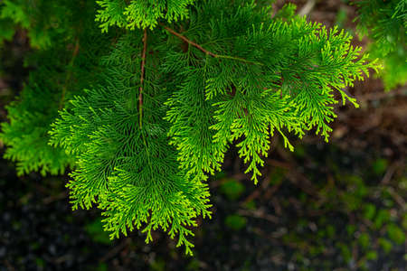 Beautiful japanese cypress leaf in the forest.