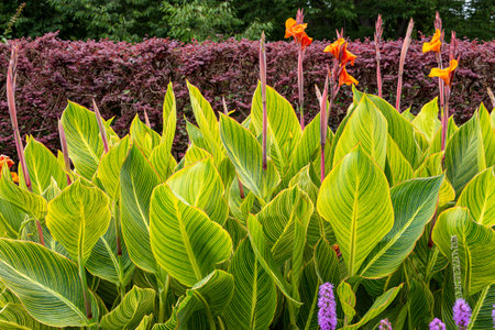 Beautiful variegated canna that blooms in summer.の写真素材