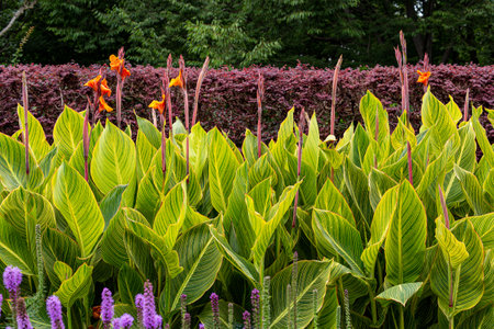 Beautiful variegated canna that blooms in summer.の写真素材
