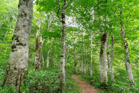 Rich nature of Japanese plateau and beech forestの写真素材