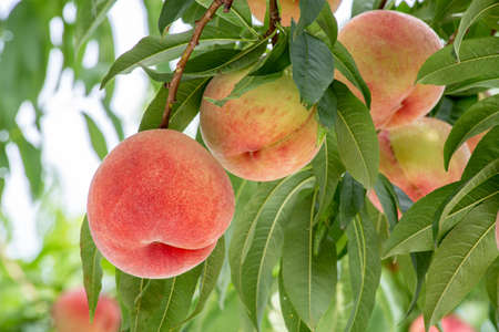 Fresh and sweet orchard peach.の写真素材