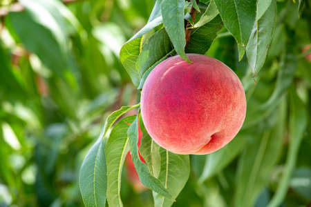 Fresh and sweet orchard peach.の写真素材