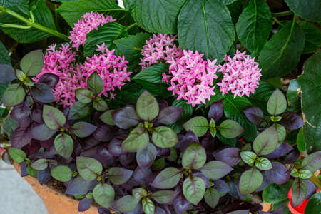 Pentas flowers shining in the green leaf.